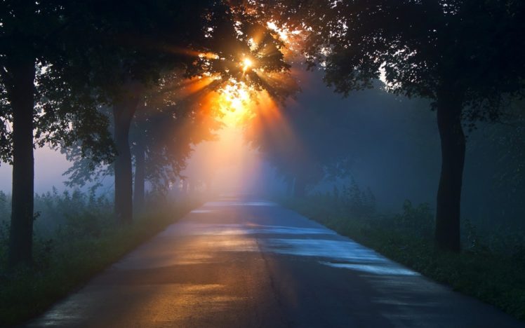 road, Sunlight, Trees, Sunrise, Sunset, Fog, Rays HD Wallpaper Desktop Background