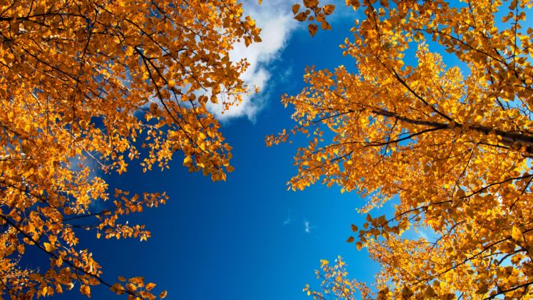nature, Autumn, Tree HD Wallpaper Desktop Background