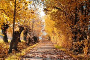 nature, Trees, Yellow, Orange, Leaves, Seasons, Path, Orange, Leaf, Skies, Autumn