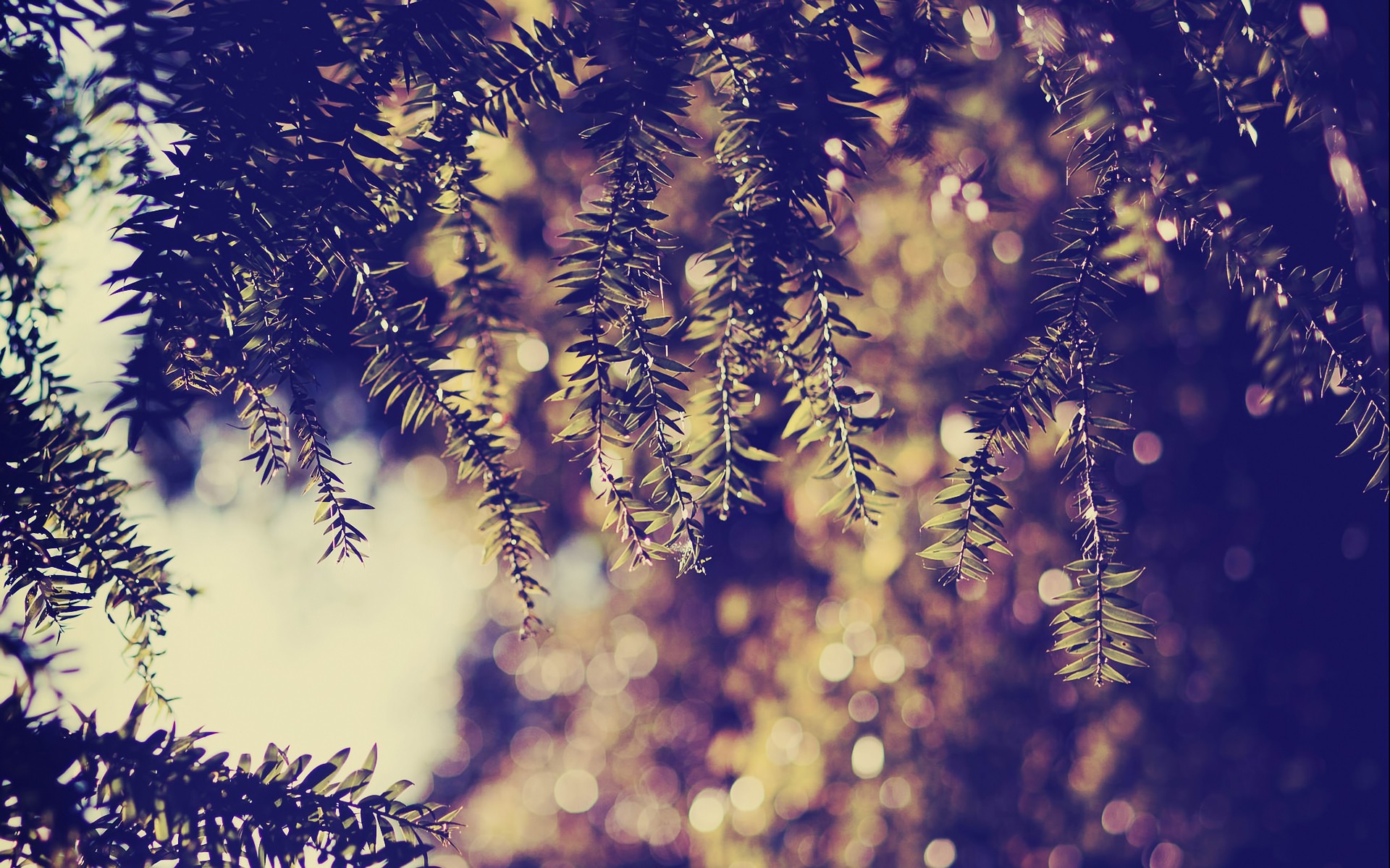 nature, Leaves, Bokeh, Depth, Of, Field Wallpaper