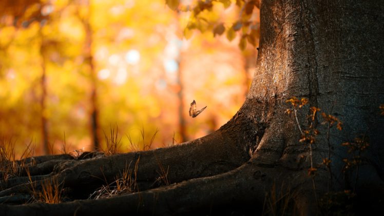 nature, Landscape, Butterfly, Wood HD Wallpaper Desktop Background