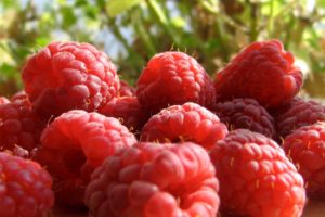 fruits, Plants, Raspberries
