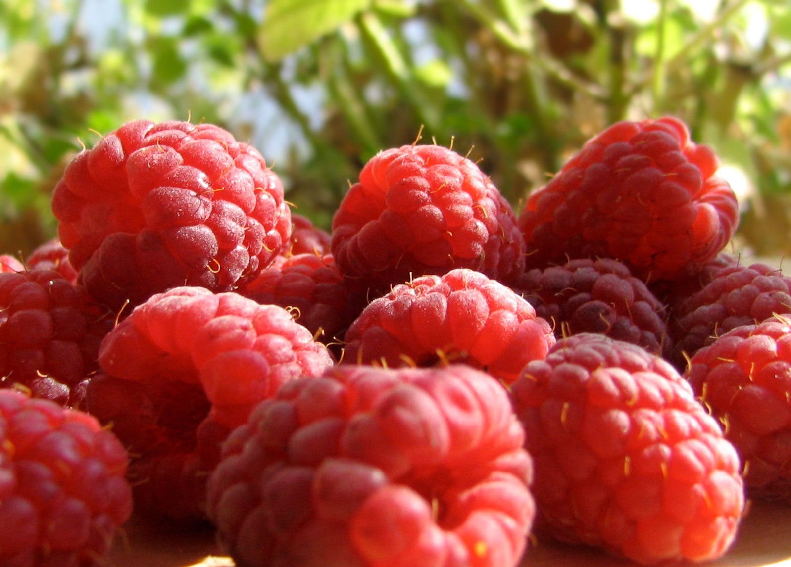fruits, Plants, Raspberries Wallpaper