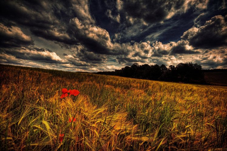 field, Flower, Sky, Clouds, Landscape HD Wallpaper Desktop Background