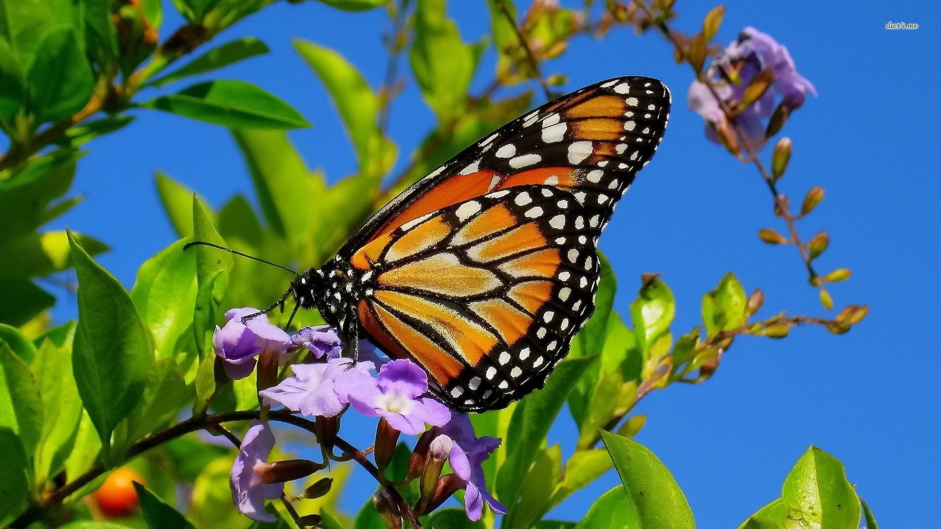 butterfly Wallpaper