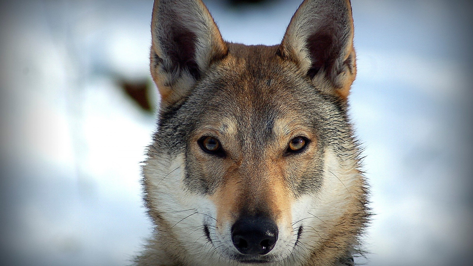 wolf Wallpaper