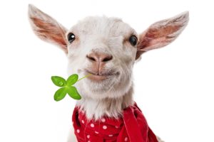 artiodactyl, Other, Pets, Animals, Goat, Irish, Humor, Funny, Sheep