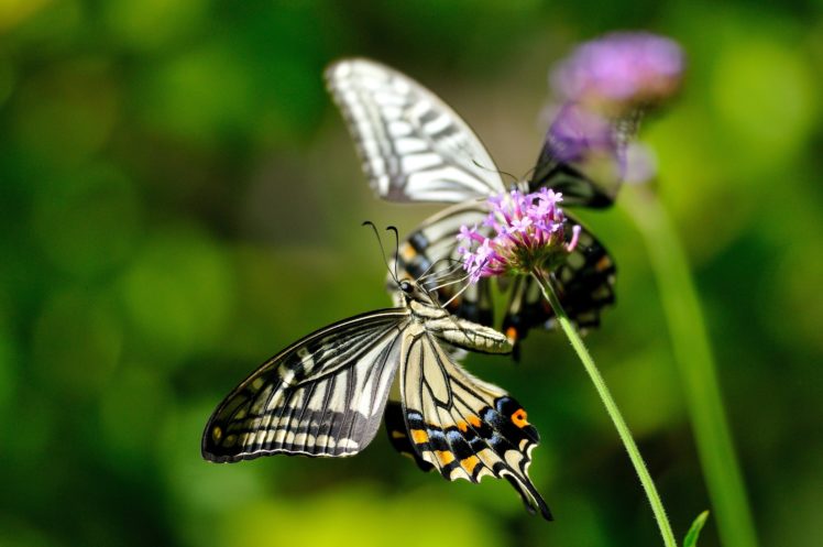 ature, Butterflies, Insects, Flowers, Macro, Flowers, Plants, Butterfly HD Wallpaper Desktop Background