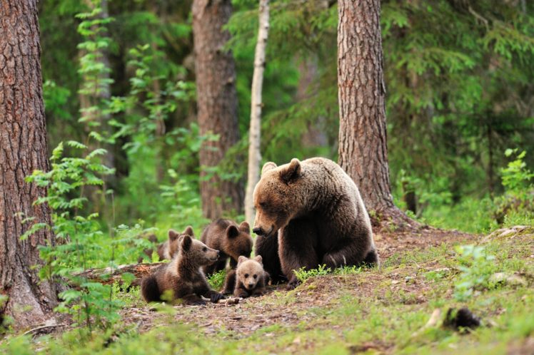 bear, Bears, Forest, Trees, Baby, Cub, Cubs, Mother, Family, Cute, Love HD Wallpaper Desktop Background