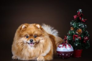 christmas, Dog, Tree