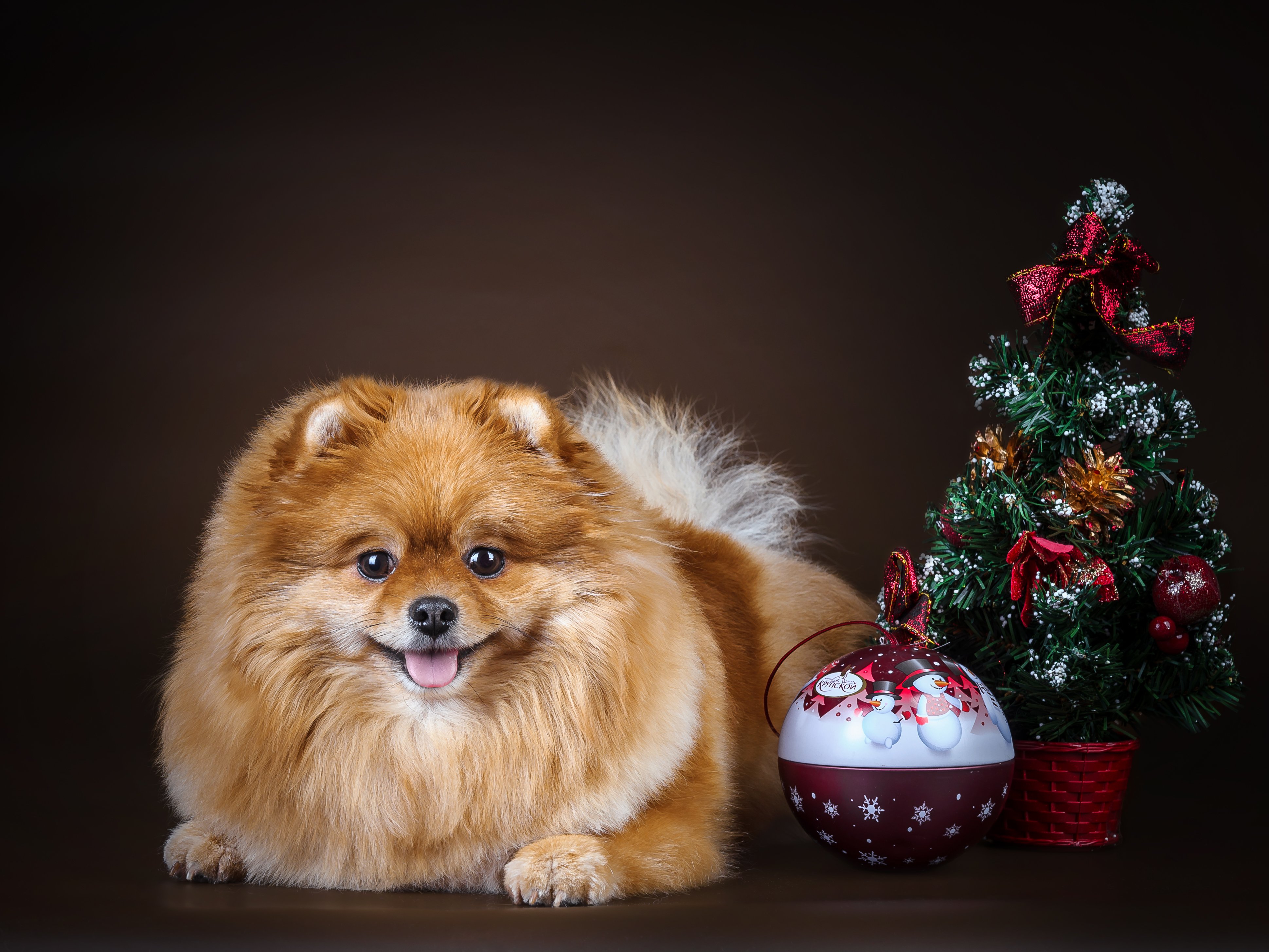 christmas, Dog, Tree Wallpaper