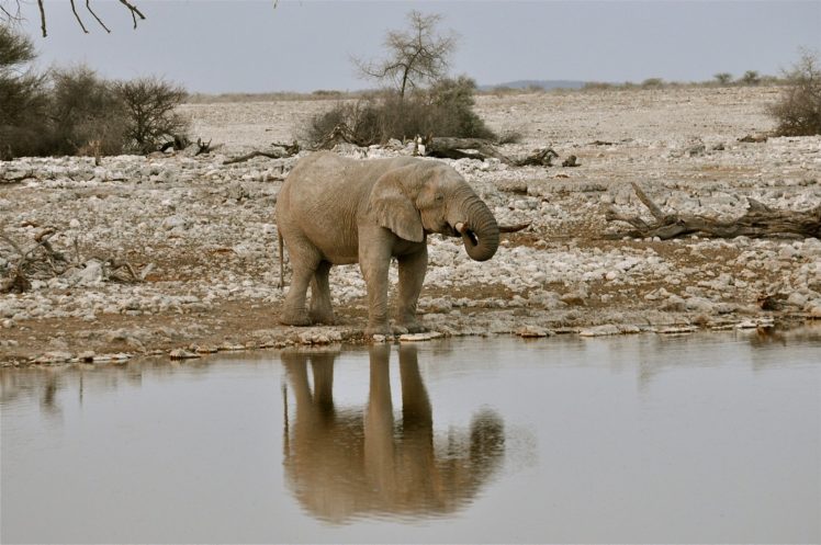 elephant, Water, Animals, Africa HD Wallpaper Desktop Background