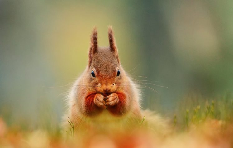 ears, Animals, Squirrel HD Wallpaper Desktop Background