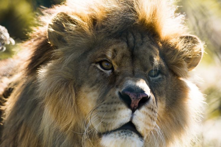 lion, Wild, Cat, Carnivore, Muzzle, Mane HD Wallpaper Desktop Background