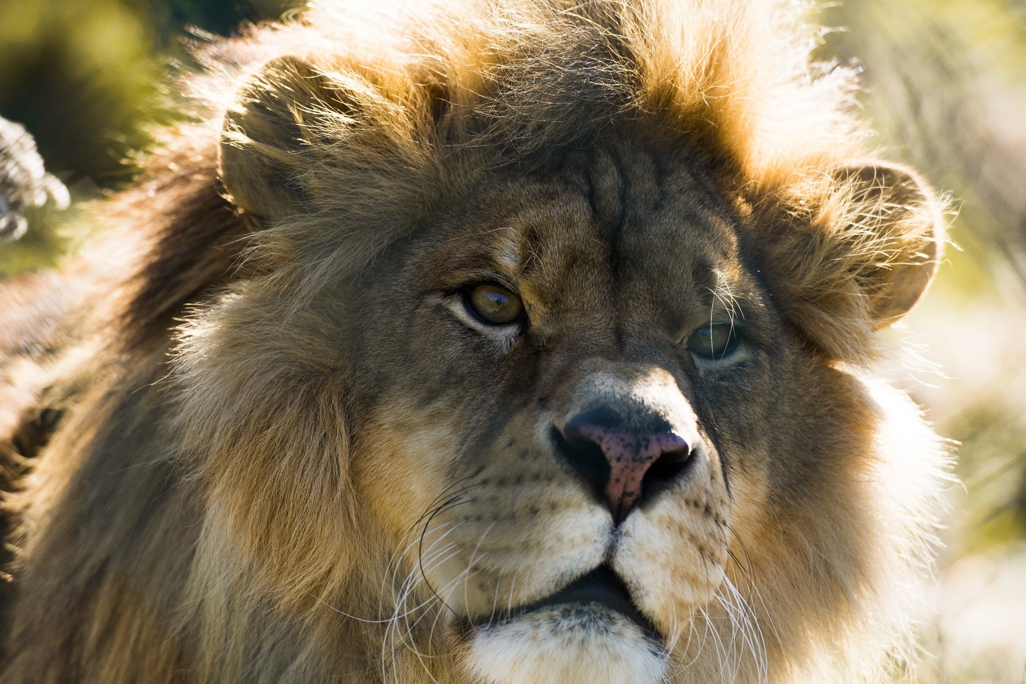 Download hd wallpapers of 588562-lion, Wild, Cat, Carnivore, Muzzle, Mane. 