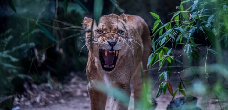 lion, Wild, Cat, Carnivore, Muzzle, Teeth, Jaws, Fangs HD Wallpaper Desktop Background
