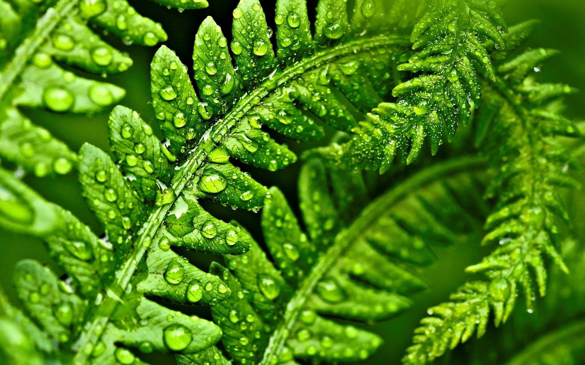 macro, Leaf, Leaves, Green, Green, Macro, Drops, Water, Dew, Drop, Bokeh Wallpaper
