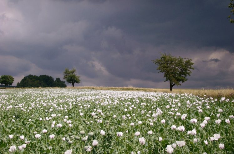 summer, Clouds, Field, Poppies, Rain, Poppy, Flowers HD Wallpaper Desktop Background