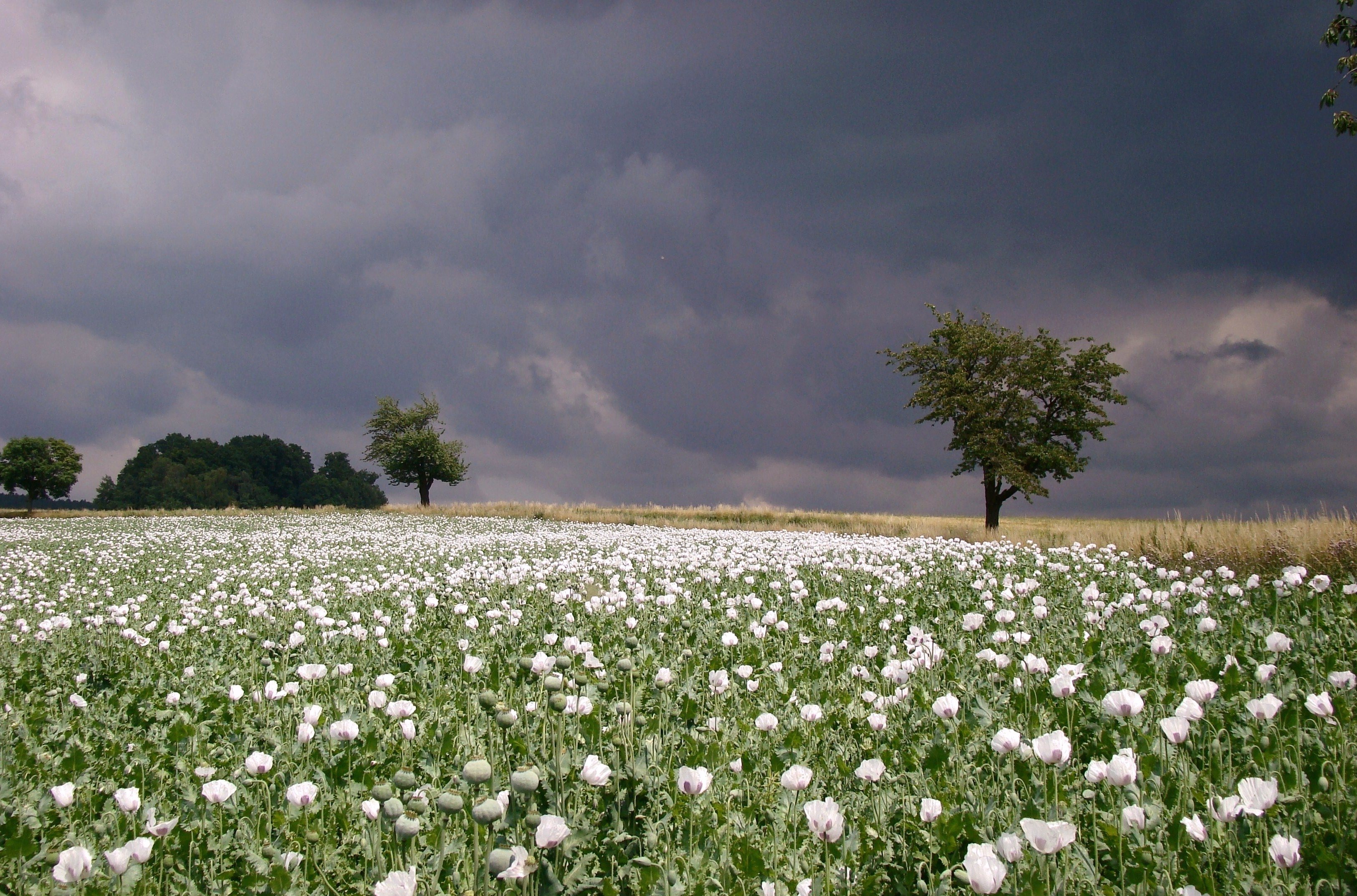 summer, Clouds, Field, Poppies, Rain, Poppy, Flowers Wallpaper