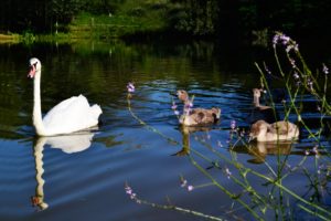 swans, Ducks, Water, Animals, Swan, Duck, Fowl