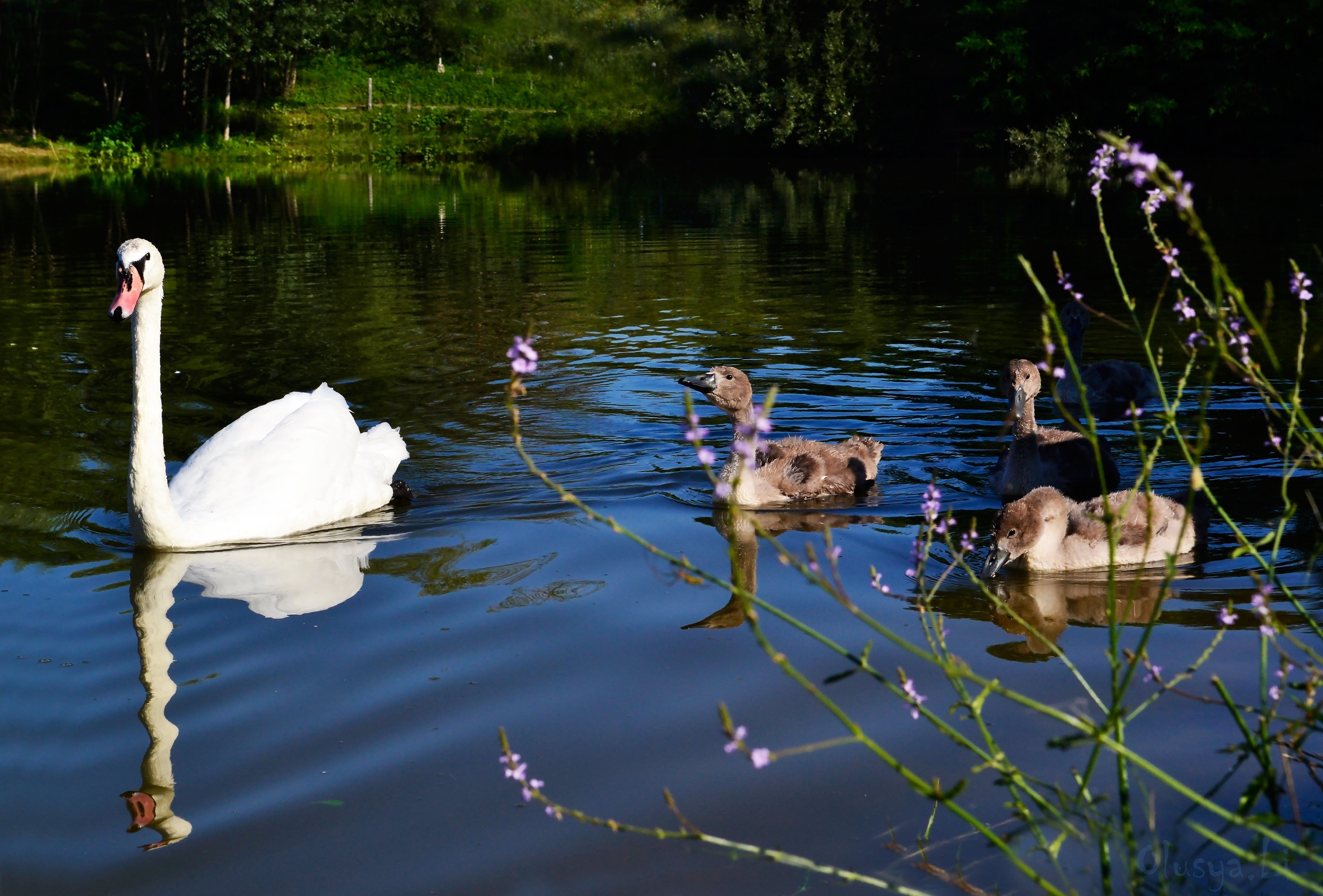 swans, Ducks, Water, Animals, Swan, Duck, Fowl Wallpaper