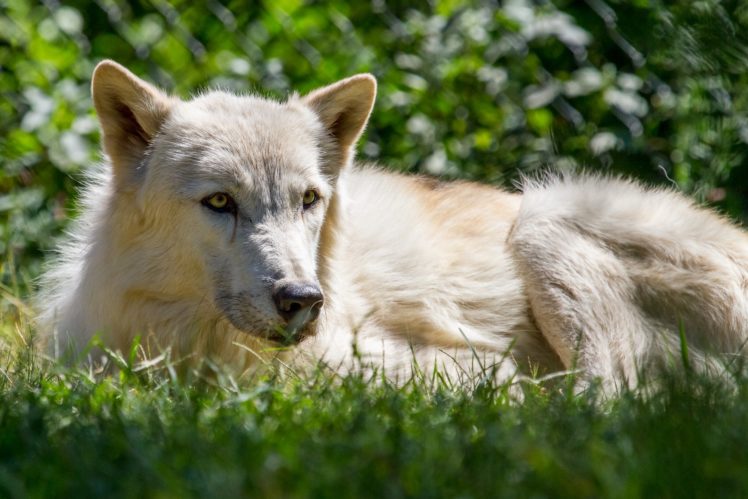 wolves, White, Glance, Grass, Animals, Wolf HD Wallpaper Desktop Background
