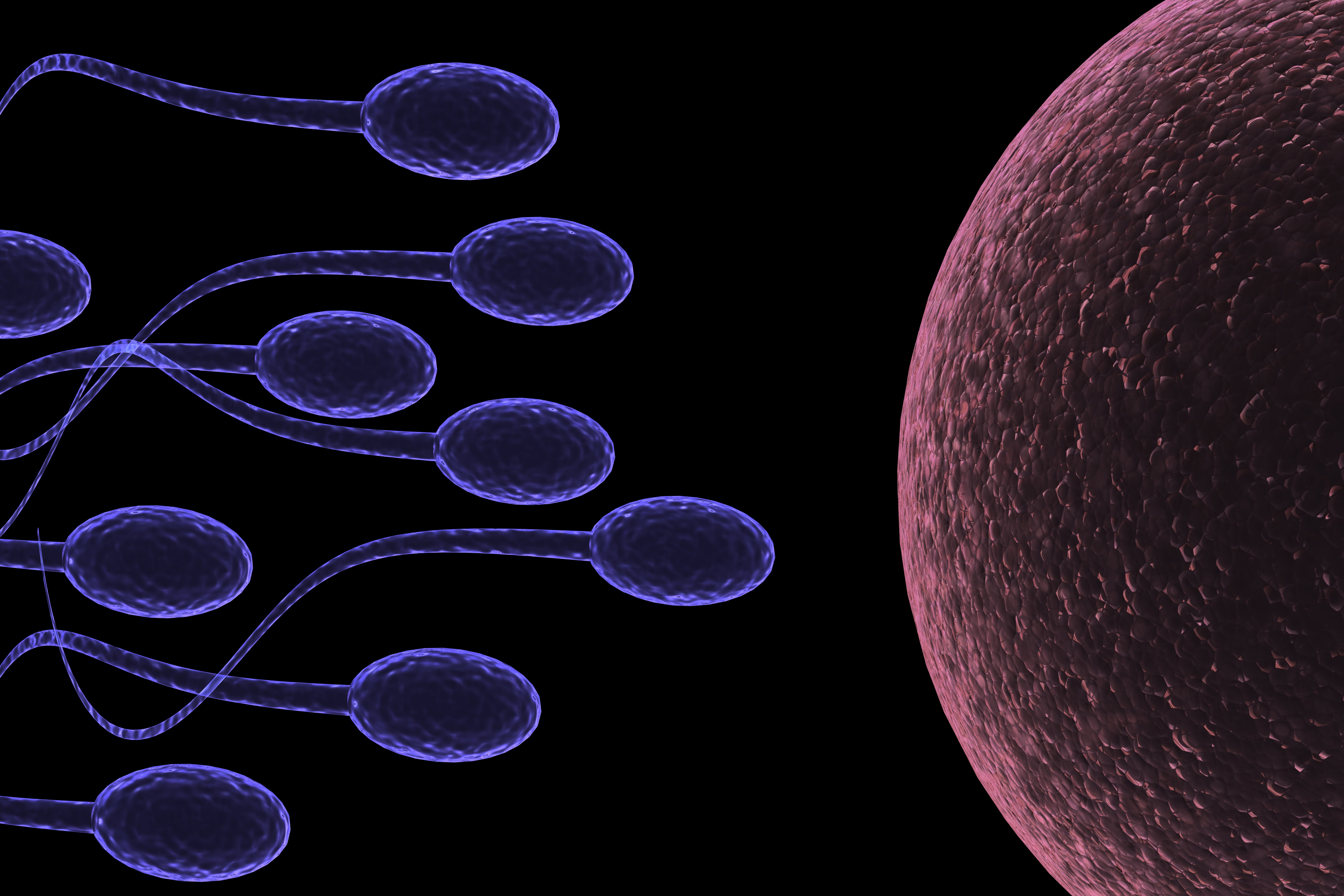 sperm, Abstraction, Abstract, Bokeh, Life, Sex, Sexual, Medical, Dna, Male, Man, Men, 1sperm, Mating, Psychedelic, Egg, Cell, Eggs, Swim, Swimming, Vector Wallpaper