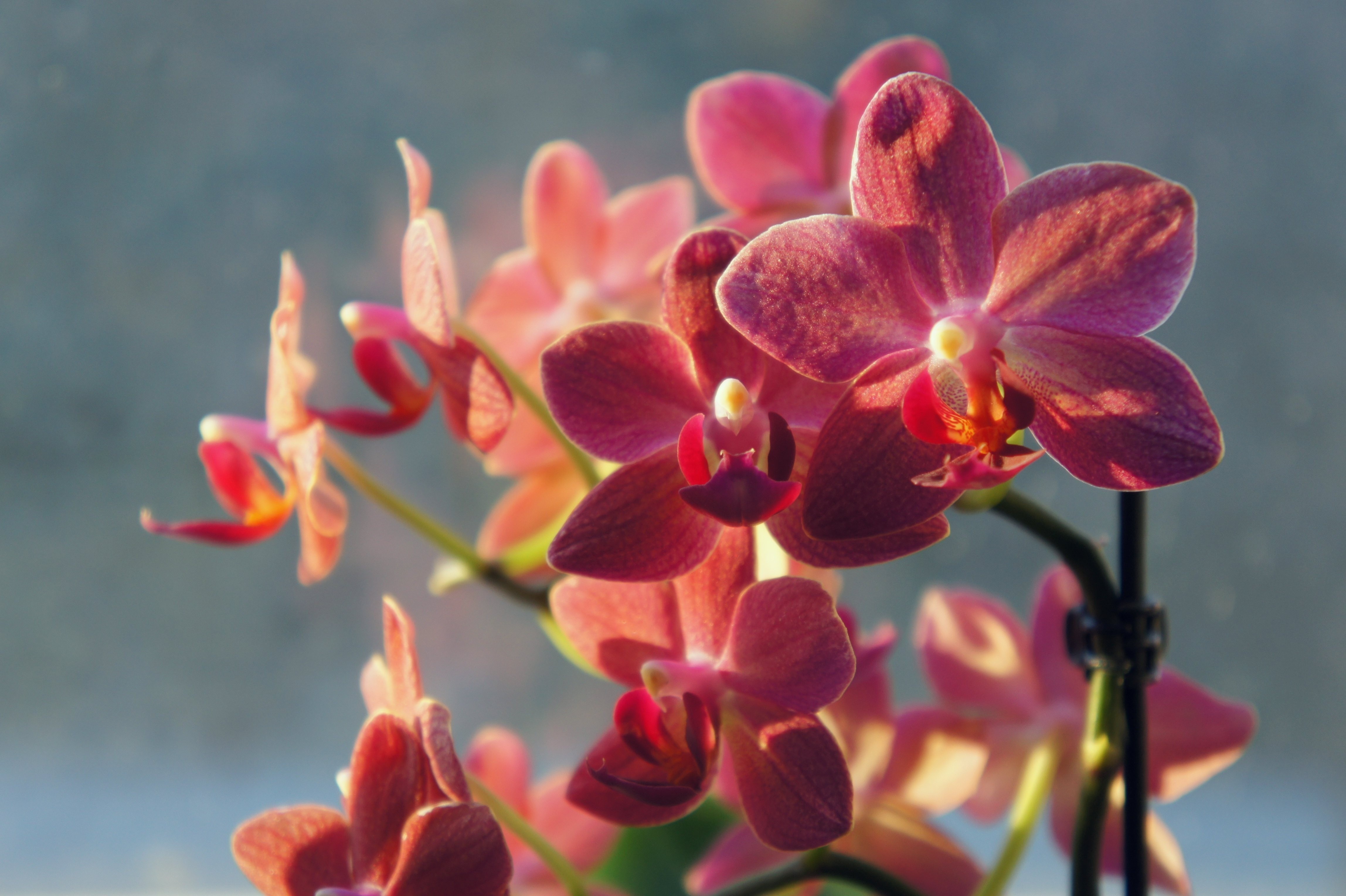 orchids Wallpaper