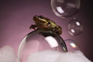 bubbles, Frogs, Amphibians