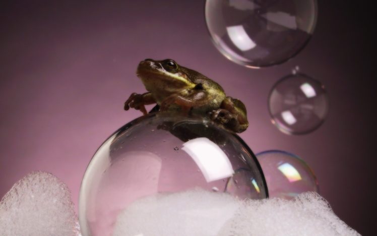 bubbles, Frogs, Amphibians HD Wallpaper Desktop Background