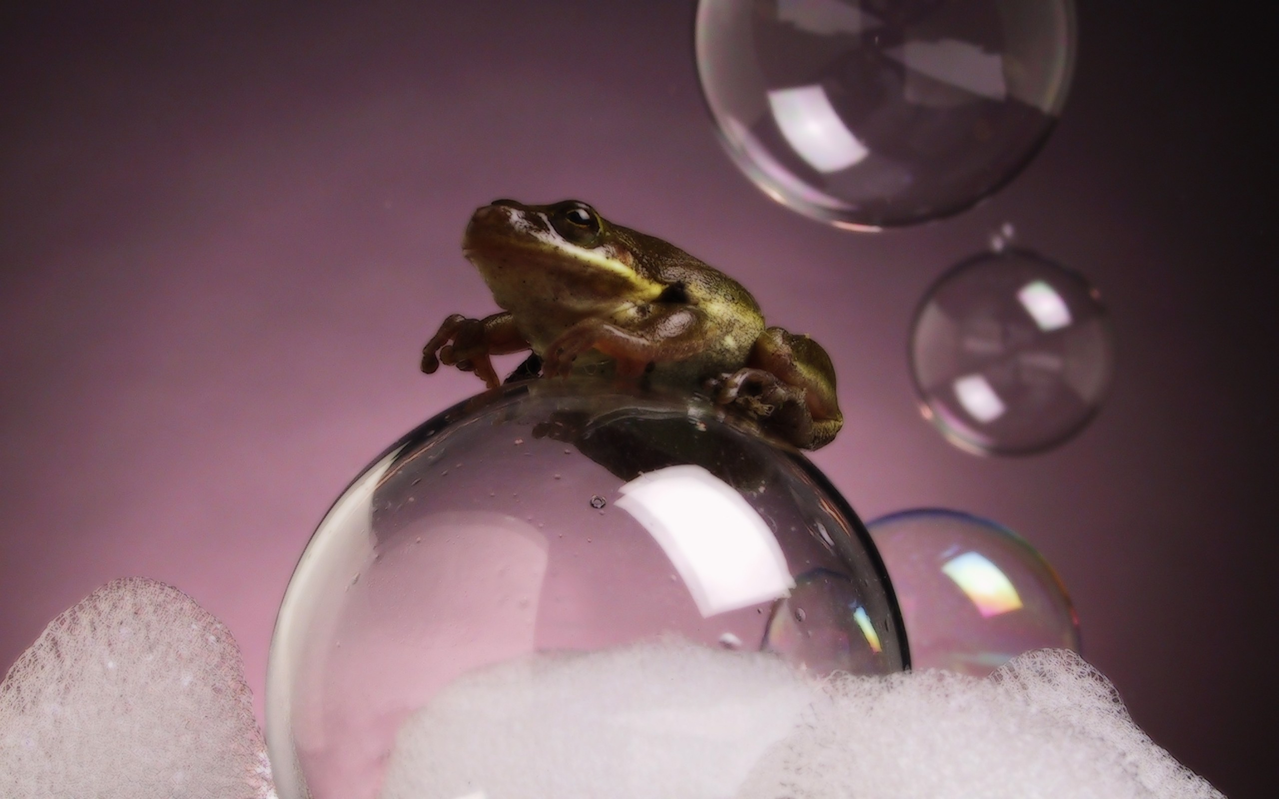 bubbles, Frogs, Amphibians Wallpapers HD / Desktop and