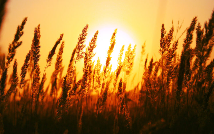 beautiful, Sun, Rise HD Wallpaper Desktop Background