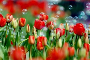 nature, Flowers, Bubbles, Tulips, Red, Flowers