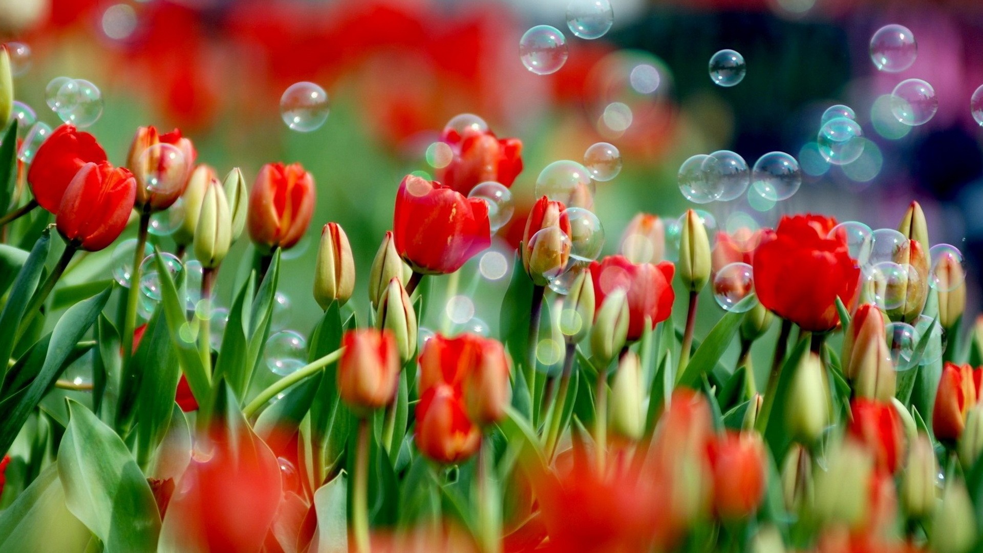nature, Flowers, Bubbles, Tulips, Red, Flowers Wallpaper