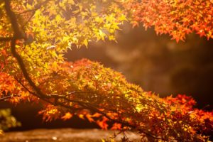 nature, Trees, Autumn,  season , Leaves, Sunlight