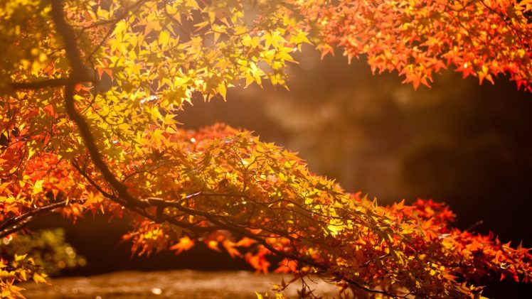 nature, Trees, Autumn,  season , Leaves, Sunlight HD Wallpaper Desktop Background