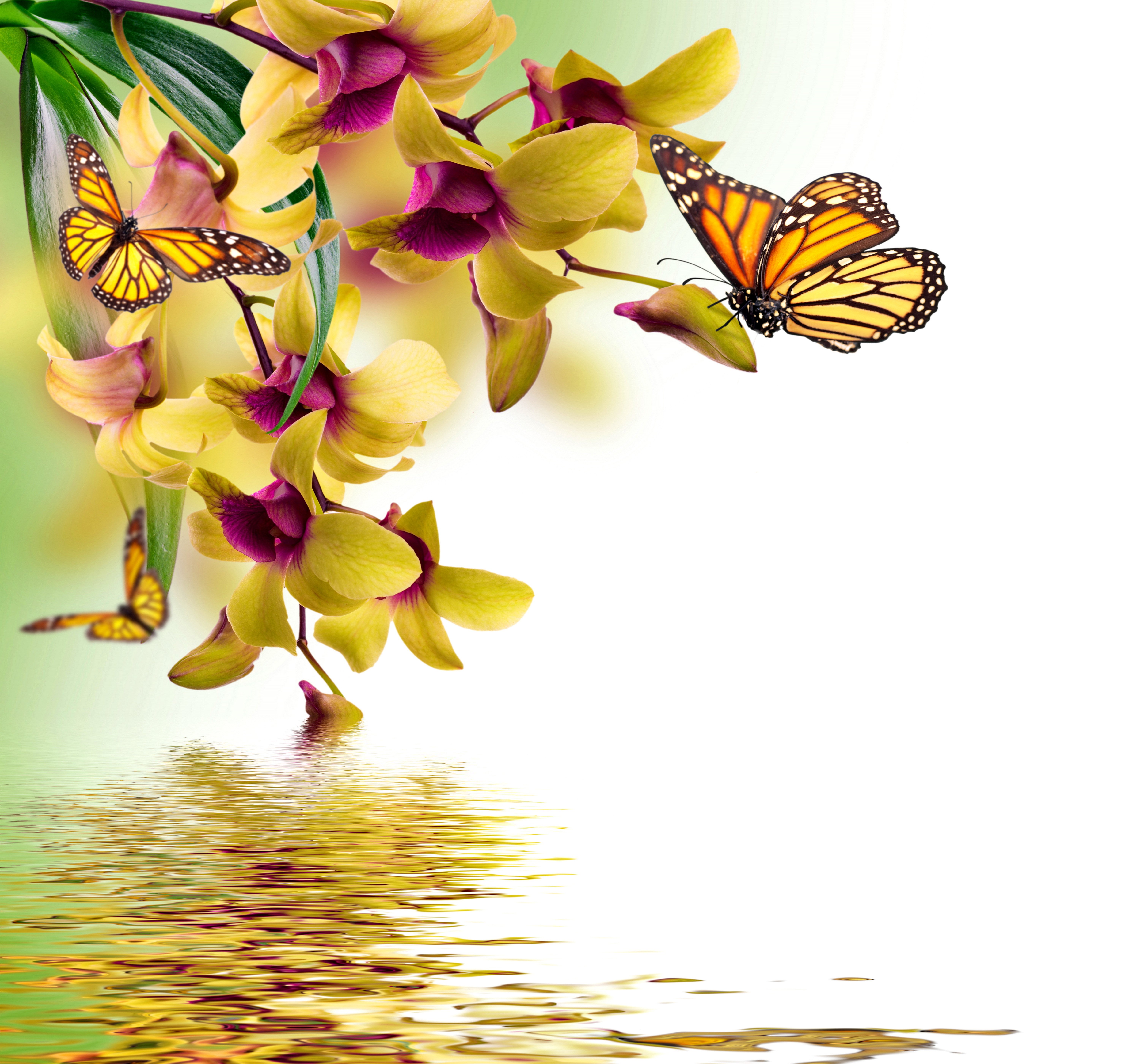 butterflies, Orchid, Painting, Art, Animals, Butterfly, Reflection Wallpaper