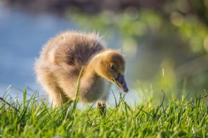 ducks, Grass, Animals, Duck, Baby, Duckling