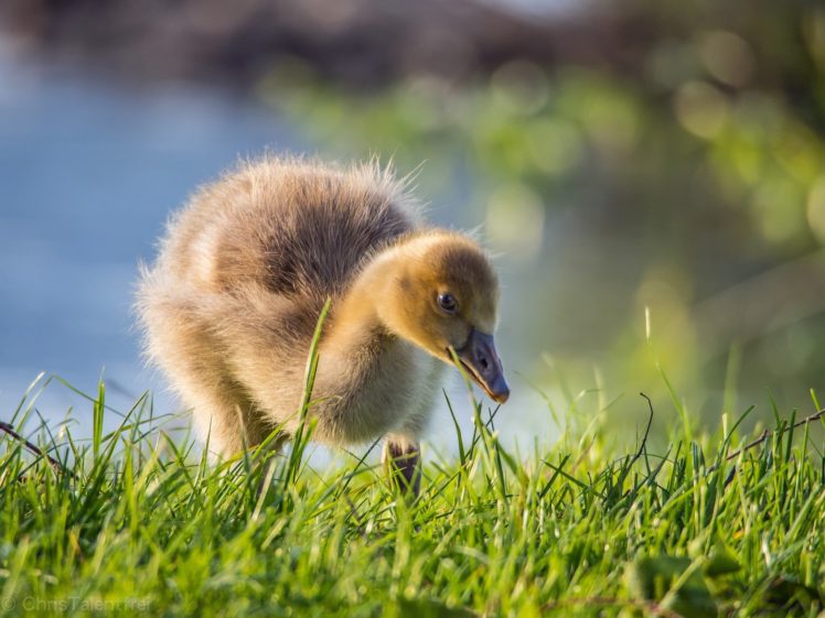 ducks, Grass, Animals, Duck, Baby, Duckling HD Wallpaper Desktop Background