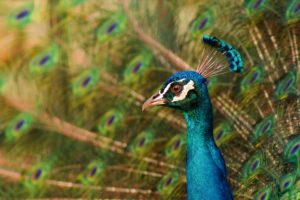peacock, Closeup, Birds, Animals