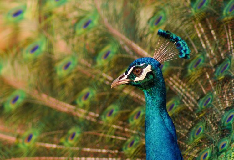 peacock, Closeup, Birds, Animals HD Wallpaper Desktop Background