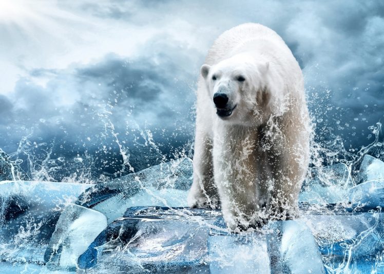 polar, Bear, Bear, Ice, Floes, Ice, Spray, Winter, Drops, Spray HD Wallpaper Desktop Background