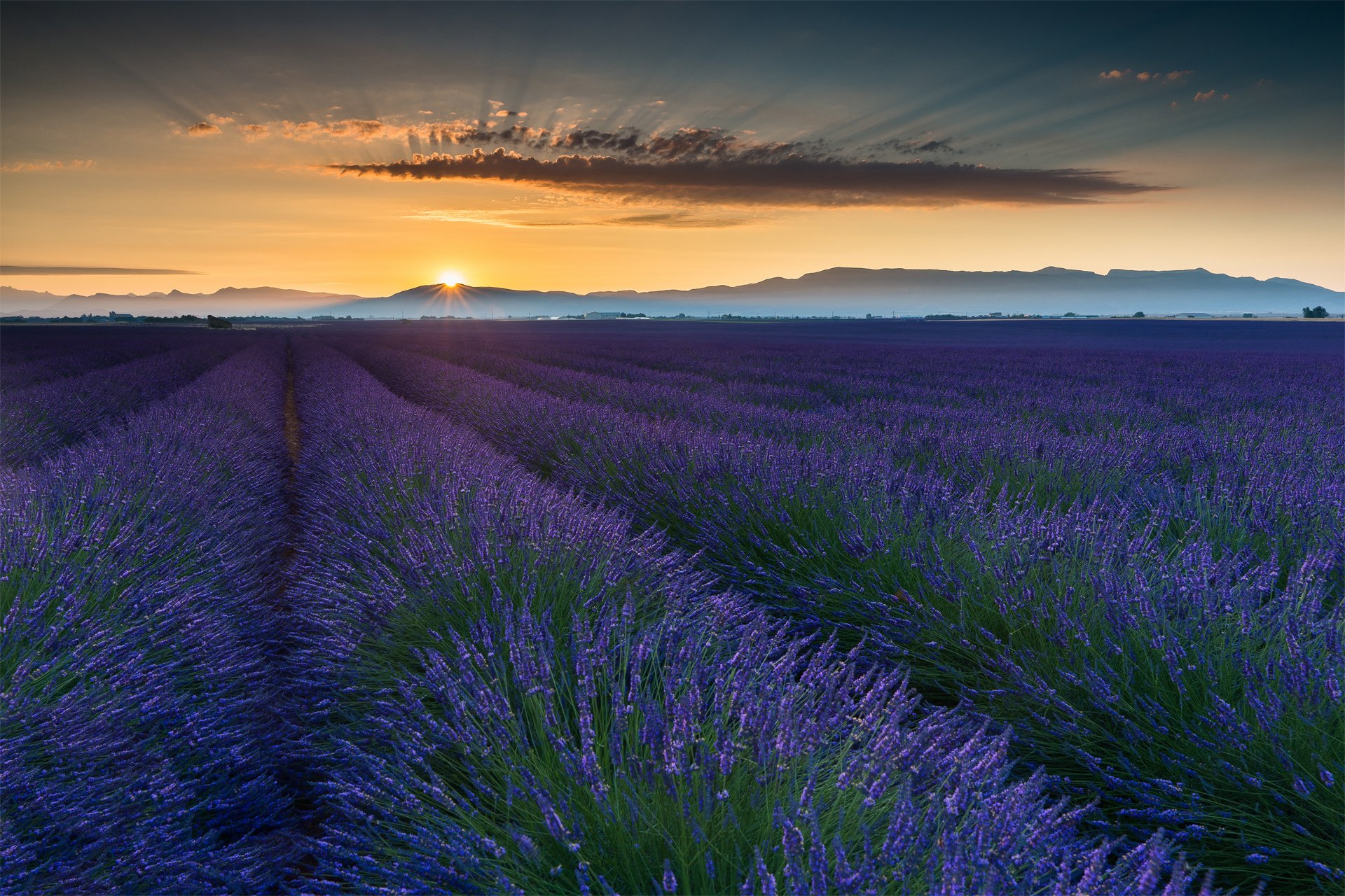 summer, Field, June, France, Provence Wallpaper