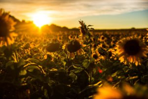 sunrise, Sunset, Sunflower, Field, Flowers, Nature