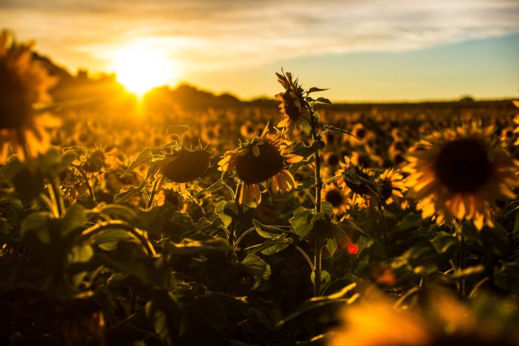 sunrise, Sunset, Sunflower, Field, Flowers, Nature HD Wallpaper Desktop Background