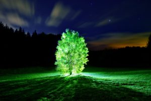 tree, Lights, Glowing, Tree, Night, Landscape, Nature