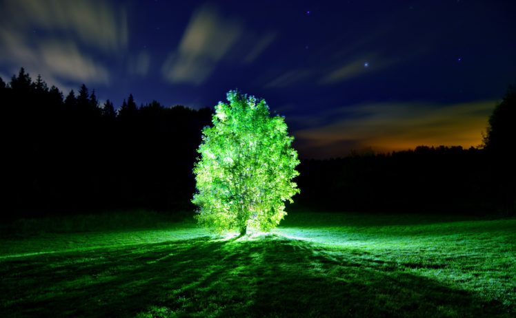 tree, Lights, Glowing, Tree, Night, Landscape, Nature HD Wallpaper Desktop Background