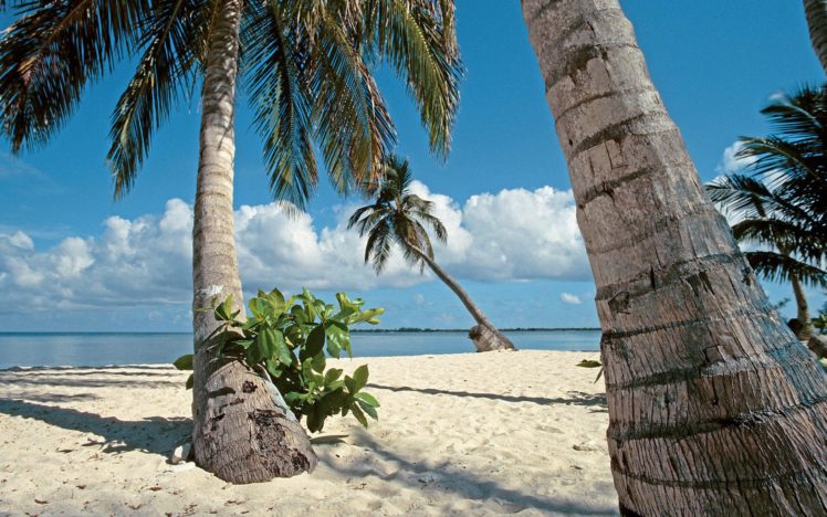 landscapes, Beach, Sand, Palm, Trees HD Wallpaper Desktop Background