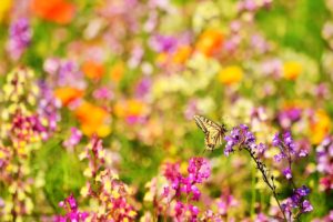 multicolor, Flowers, Meadow, Butterflies