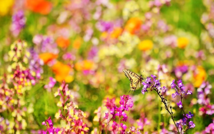 multicolor, Flowers, Meadow, Butterflies HD Wallpaper Desktop Background